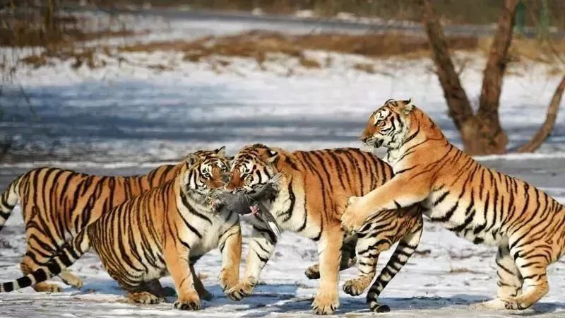 哈尔滨哪里有五人制足球场,哈尔滨足球场