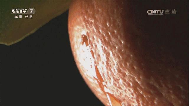 小心“柑”！桔子中的“爱马仕”即将空降义乌（粉丝专享价，仅预售两天！）