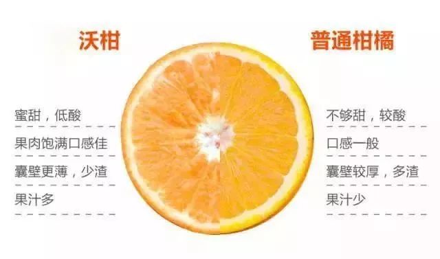 小心“柑”！桔子中的“爱马仕”即将空降义乌（粉丝专享价，仅预售两天！）