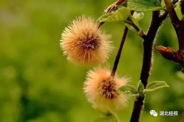 花粉树过敏,春花烂漫正当时花粉过敏需谨慎