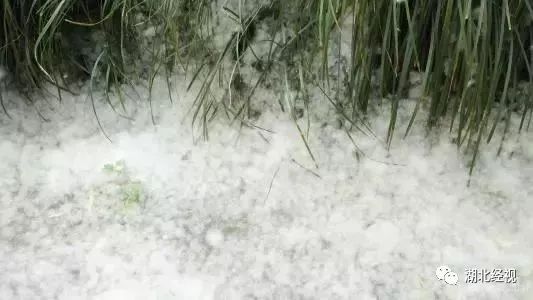 花粉树过敏,春花烂漫正当时花粉过敏需谨慎