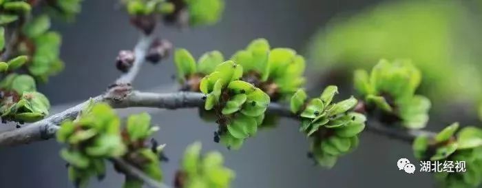 花粉树过敏,春花烂漫正当时花粉过敏需谨慎
