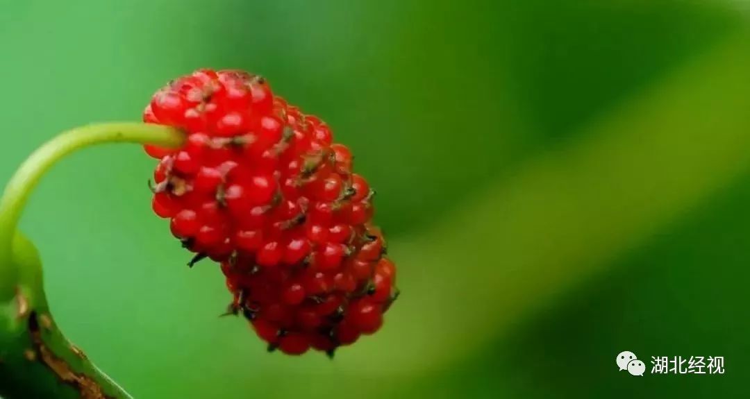 花粉树过敏,春花烂漫正当时花粉过敏需谨慎