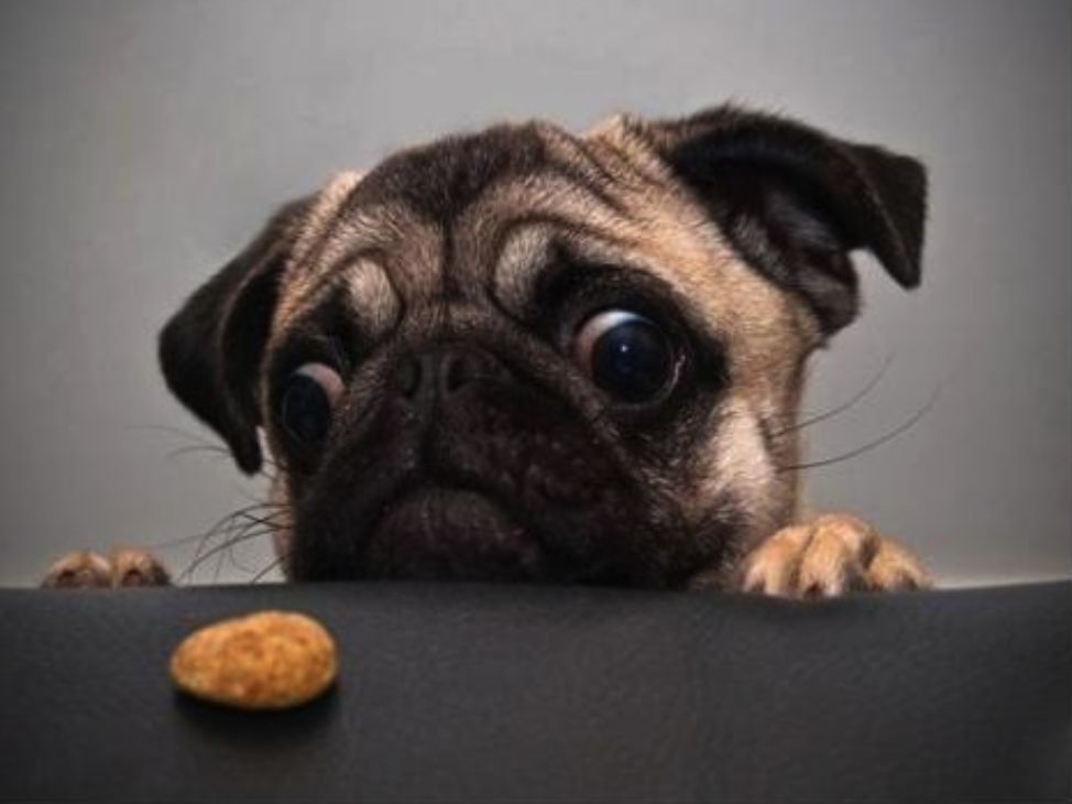 “人不如狗”？2000亿“类母婴市场”硝烟再起