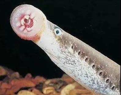 湛江海鲜你吃过了吗,朴实无华的湛江人吃海鲜