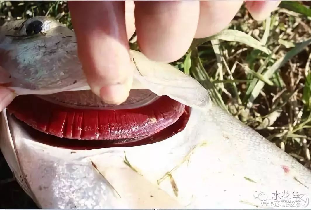 常见鱼鳃病,鱼类最难治的病