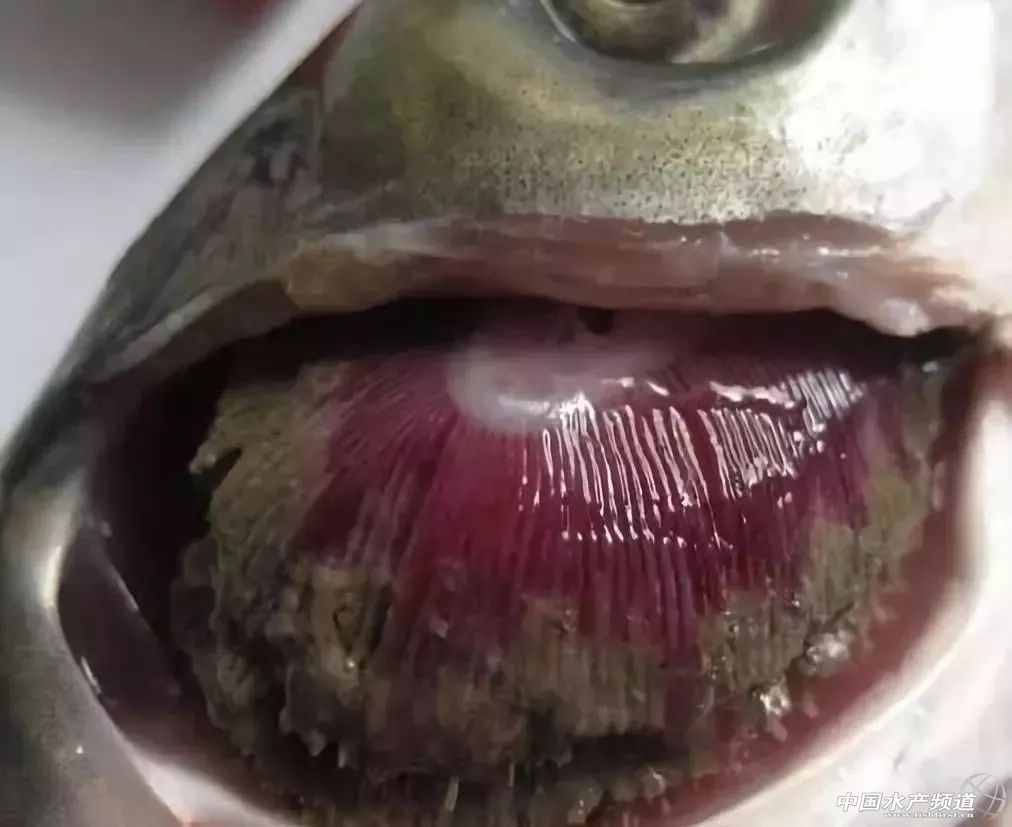 常见鱼鳃病,鱼类最难治的病