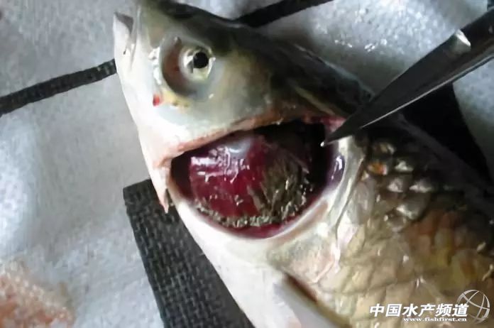 常见鱼鳃病,鱼类最难治的病