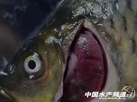 常见鱼鳃病,鱼类最难治的病