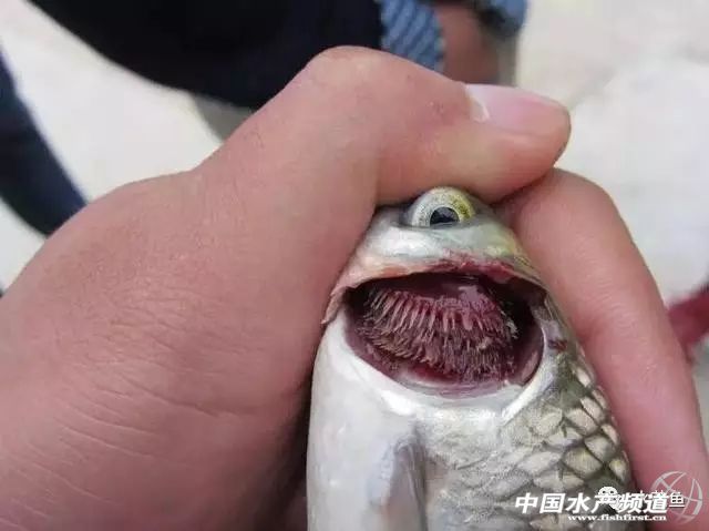 常见鱼鳃病,鱼类最难治的病