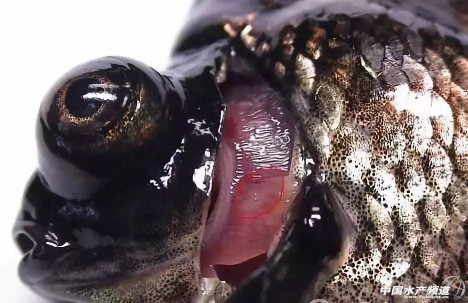 常见鱼鳃病,鱼类最难治的病