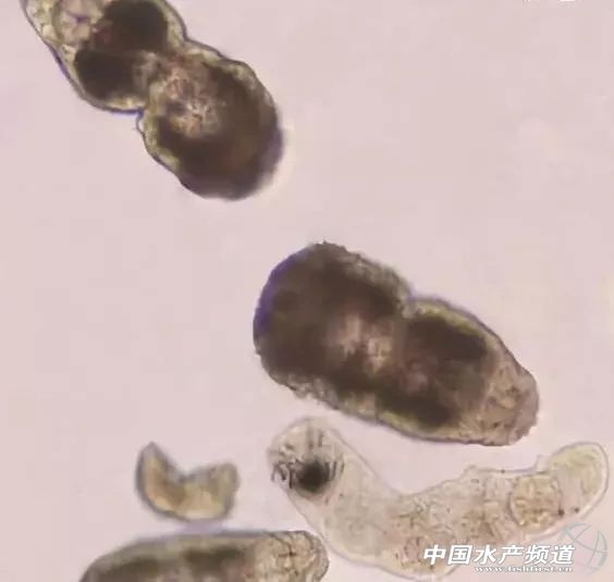 常见鱼鳃病,鱼类最难治的病