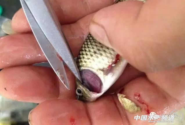 常见鱼鳃病,鱼类最难治的病