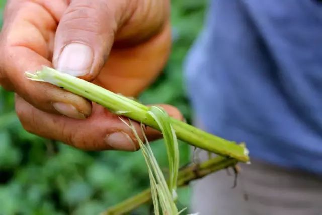 12年不打除草剂的生态农场,12年不除草