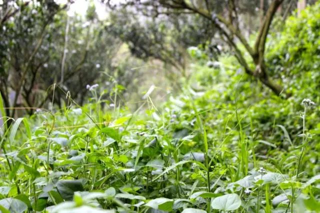 12年不打除草剂的生态农场,12年不除草