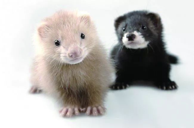 萌宠雪貂多少钱一只啊,萌宠雪貂的视频