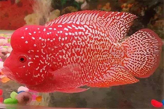 中等大小河虾怎么处理,放河虾笼的技巧视频