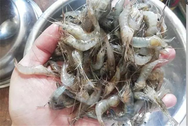 中等大小河虾怎么处理,放河虾笼的技巧视频