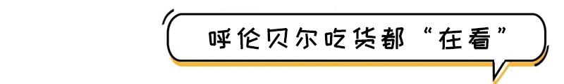 38元秒抢呼伦贝尔宾馆星级自助餐,刚一坐下就回本!