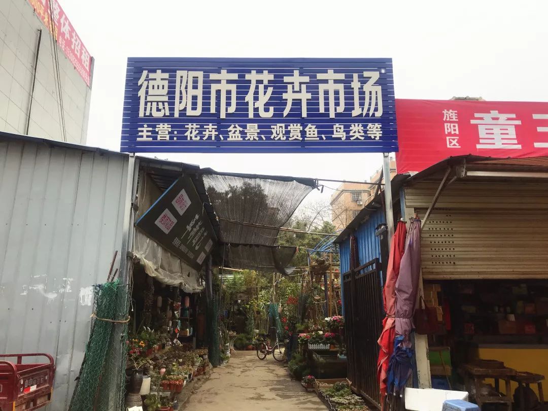 花色撩人，亲测德阳这两家花市，“花chi”去了就不想出来！