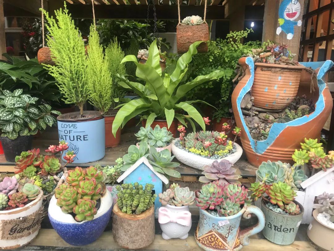 花色撩人，亲测德阳这两家花市，“花chi”去了就不想出来！