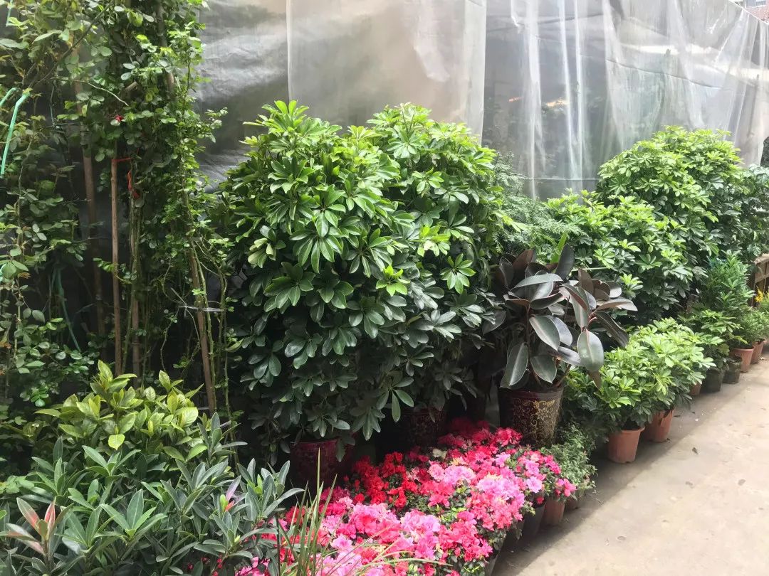 花色撩人，亲测德阳这两家花市，“花chi”去了就不想出来！