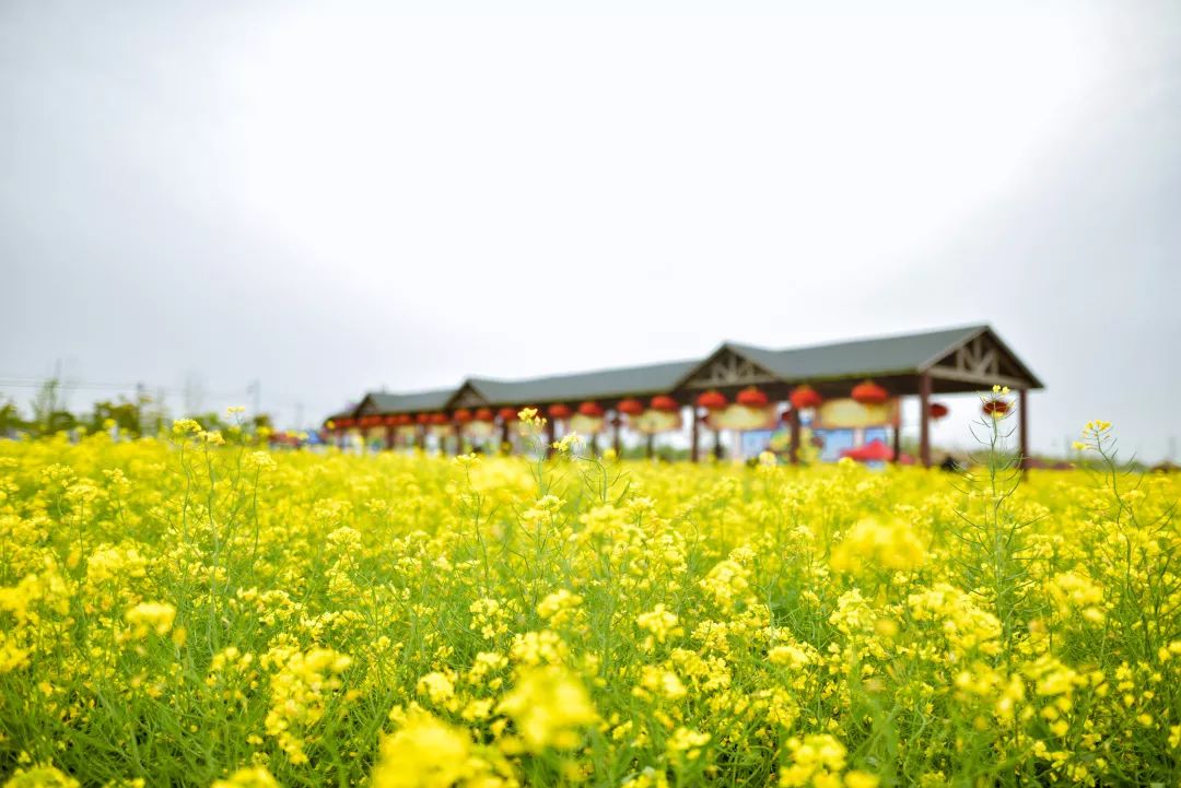 清明小长假上海旅游,上海清明小长假适合去哪旅游