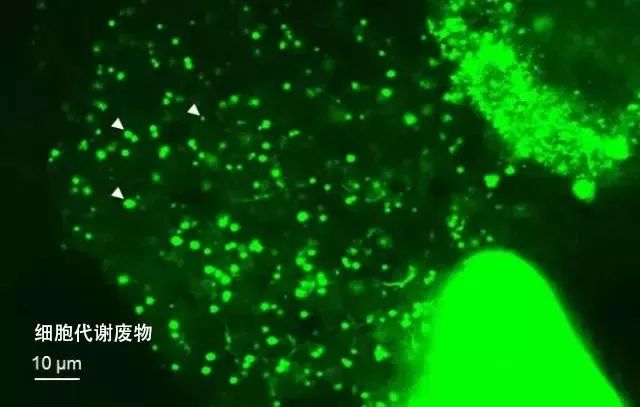 又一个国货之光的诞生,盘点几个艰难时刻国货之光