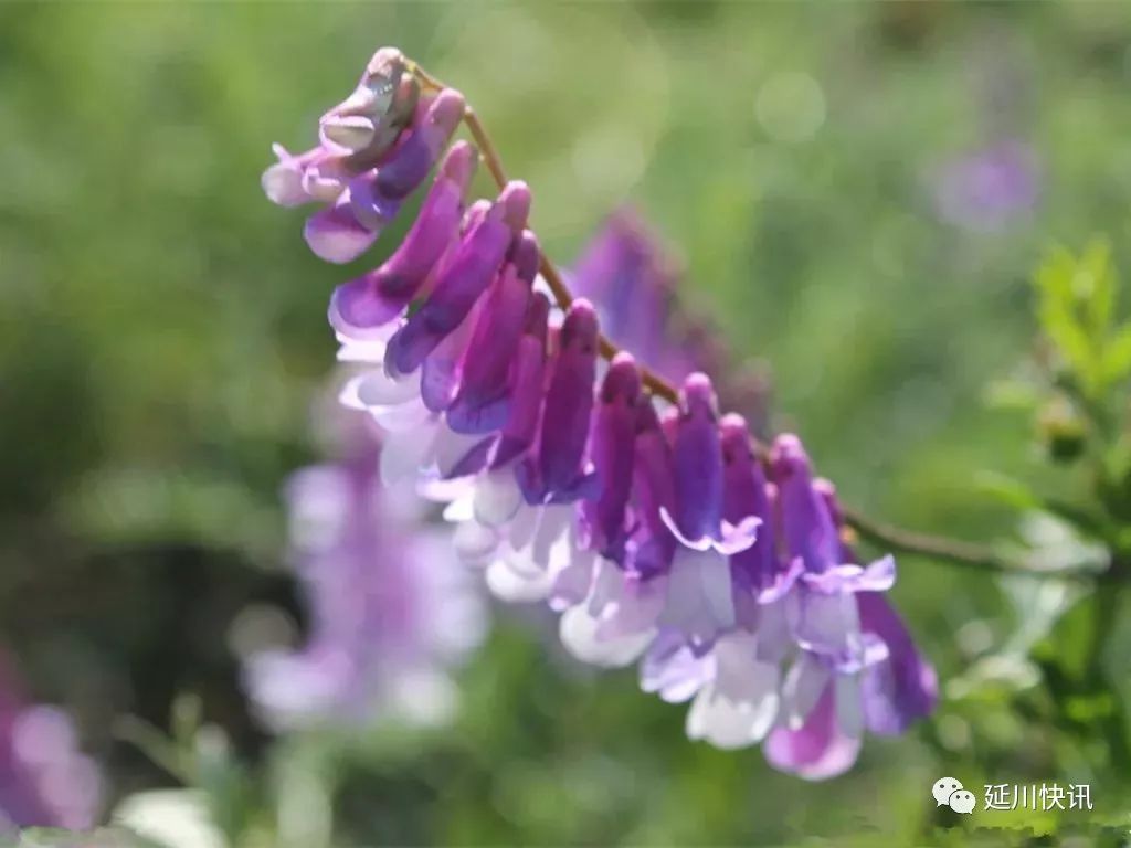 刘凤珍最美散文,刘凤珍散文精选