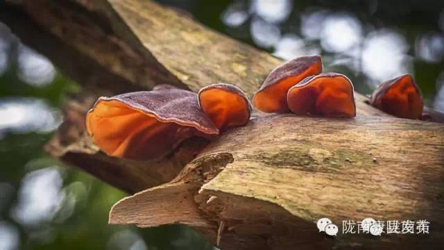 康县自驾游最新消息,康县旅游攻略自由行