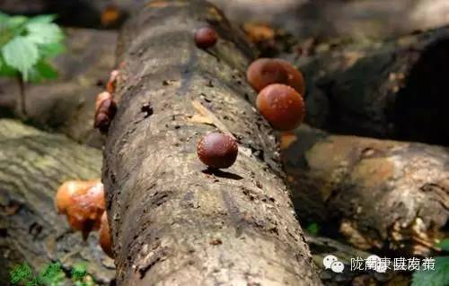 康县自驾游最新消息,康县旅游攻略自由行