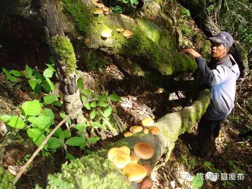 康县自驾游最新消息,康县旅游攻略自由行