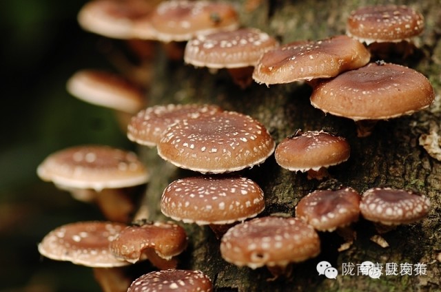 康县自驾游最新消息,康县旅游攻略自由行