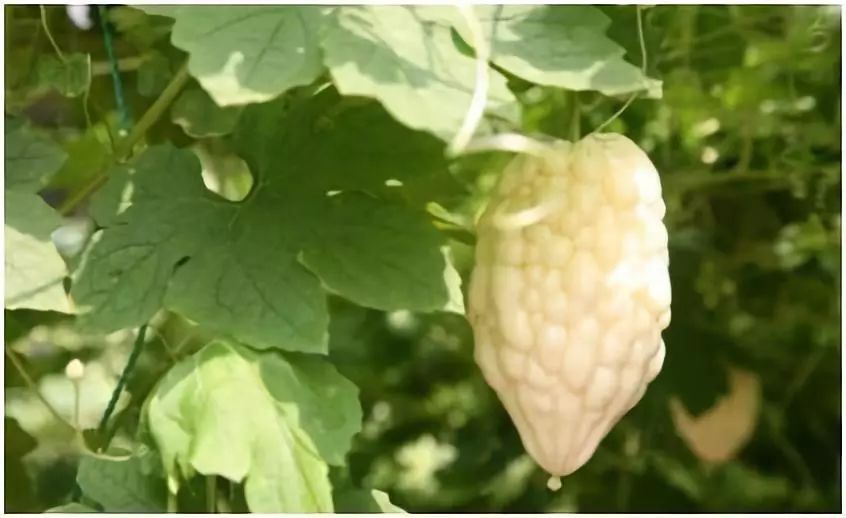 2017最佳致富商机,三大致富商机