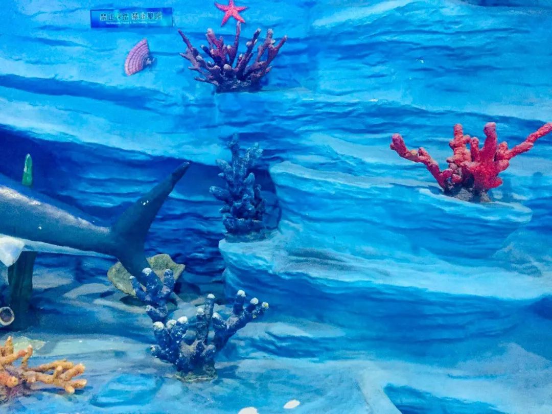 聊城海底世界游玩攻略,从聊城出发亲子游