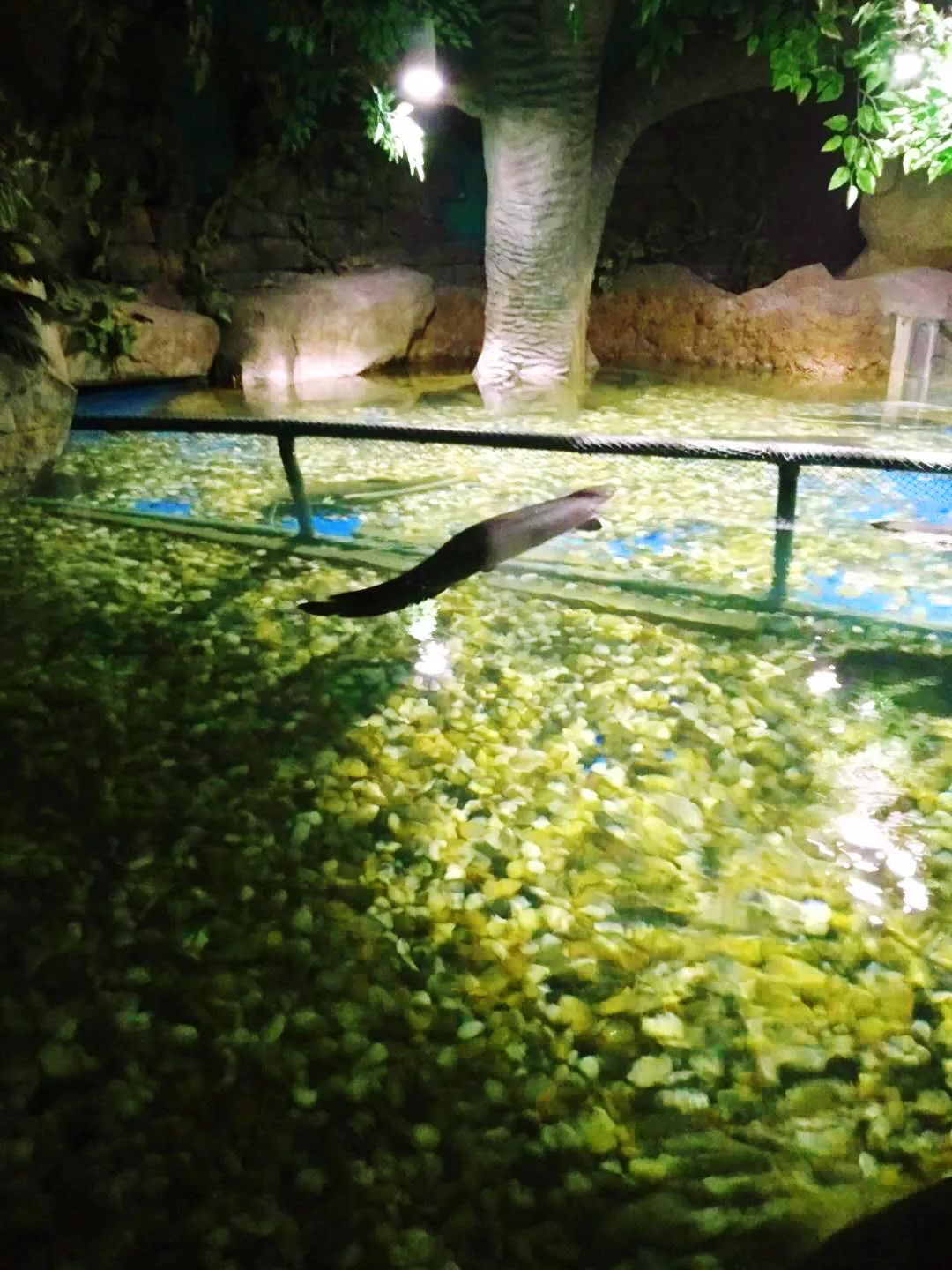 聊城海底世界游玩攻略,从聊城出发亲子游