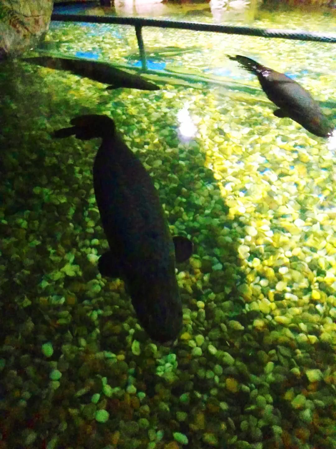 聊城海底世界游玩攻略,从聊城出发亲子游