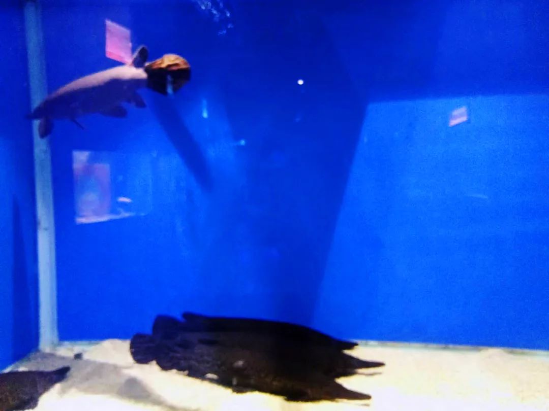 聊城海底世界游玩攻略,从聊城出发亲子游