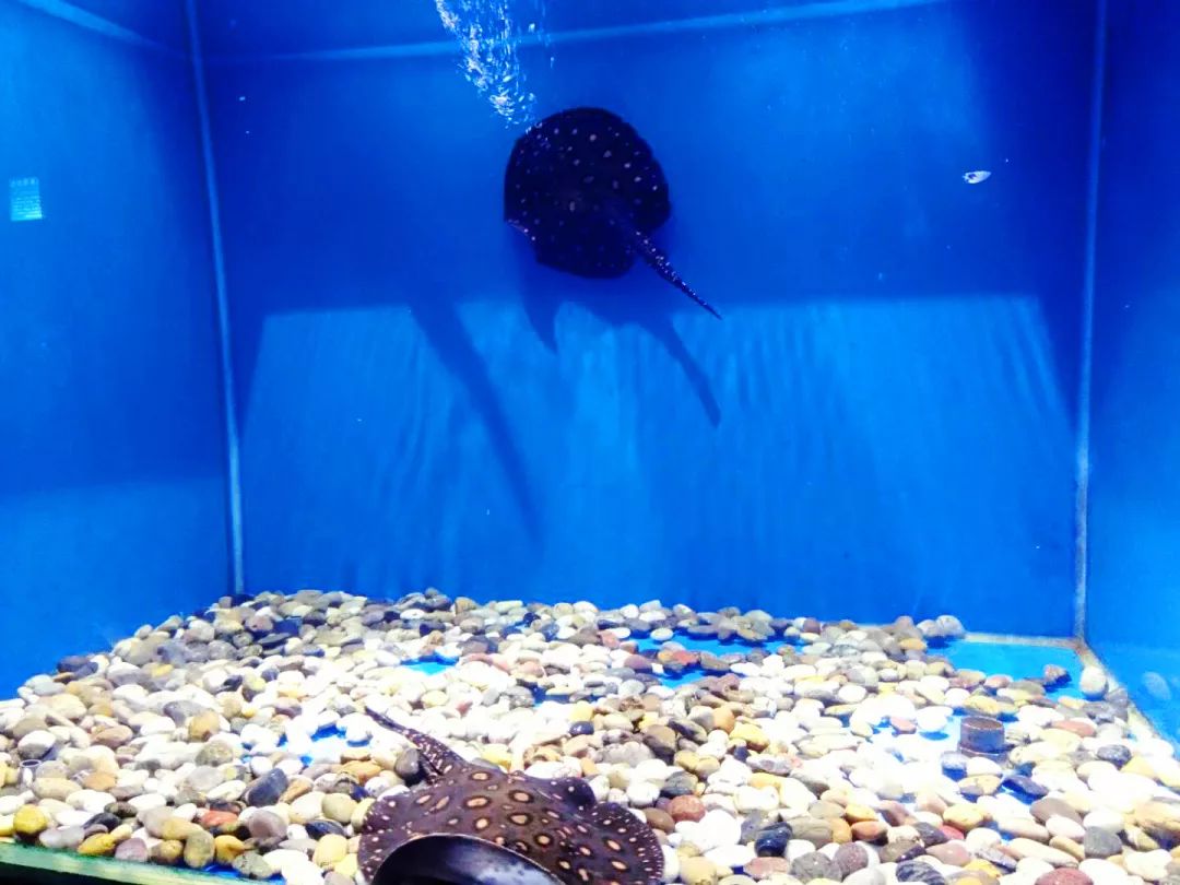 聊城海底世界游玩攻略,从聊城出发亲子游