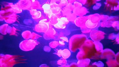 聊城海底世界游玩攻略,从聊城出发亲子游