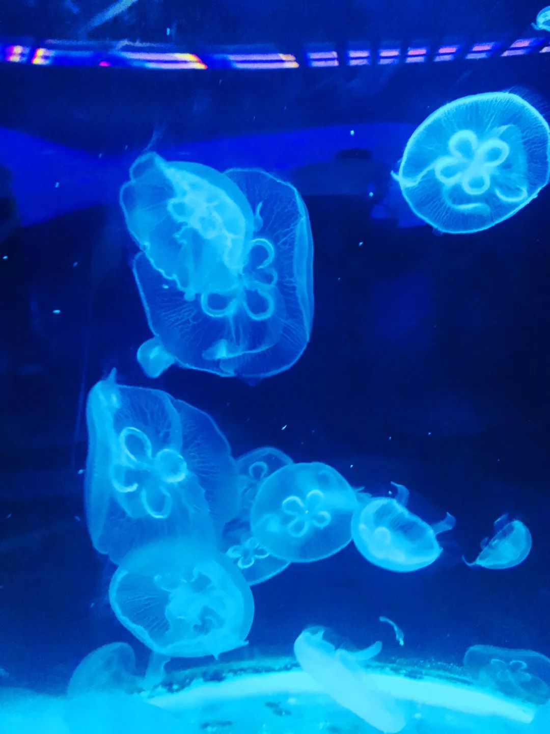 聊城海底世界游玩攻略,从聊城出发亲子游