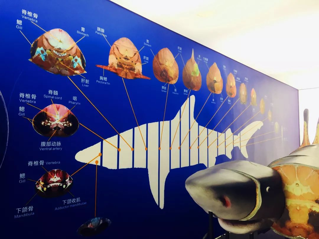 聊城海底世界游玩攻略,从聊城出发亲子游