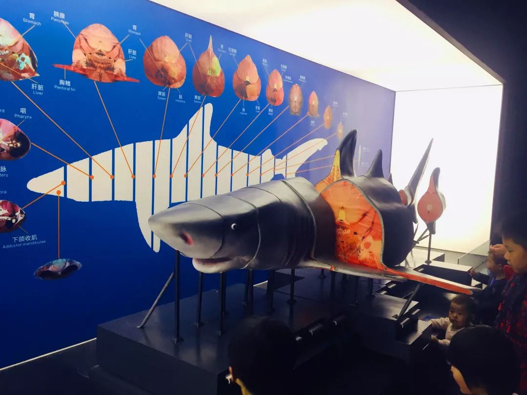 聊城海底世界游玩攻略,从聊城出发亲子游