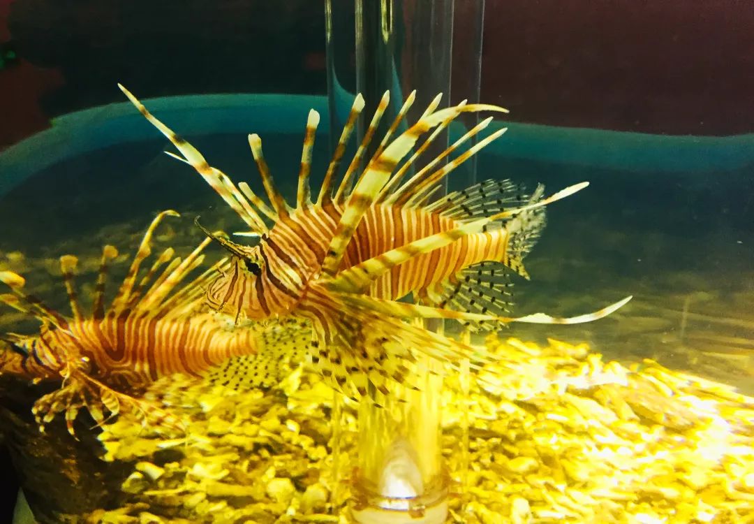 聊城海底世界游玩攻略,从聊城出发亲子游