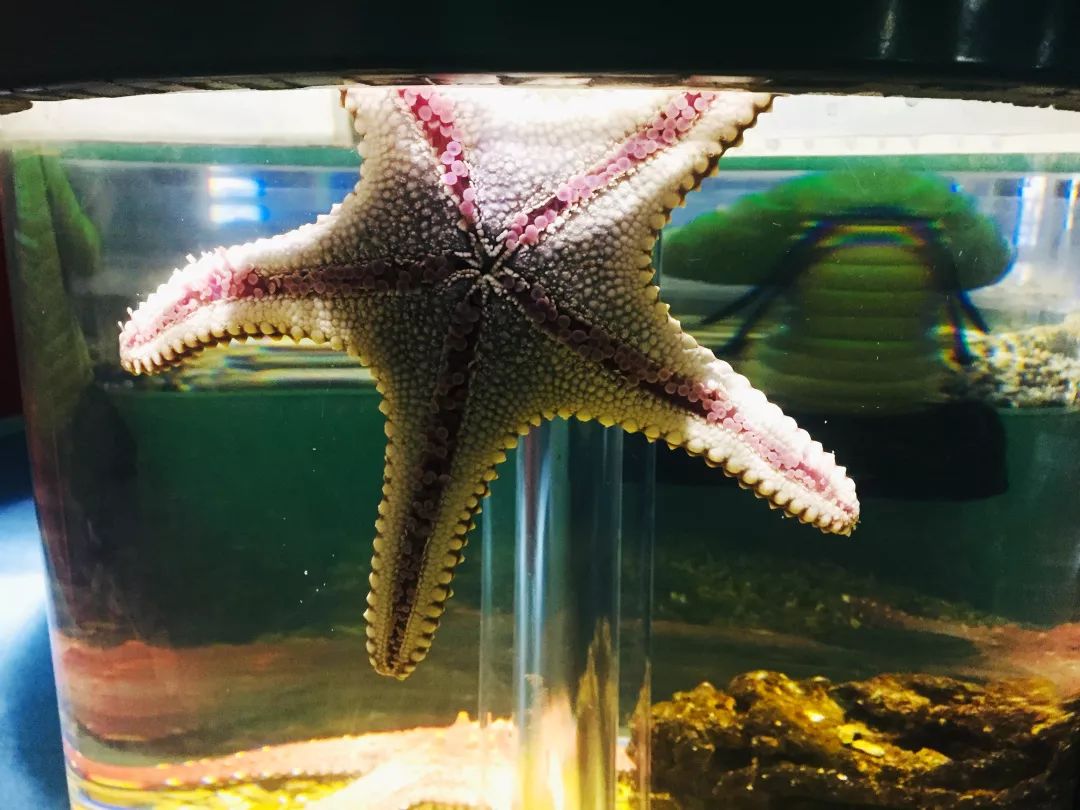 聊城海底世界游玩攻略,从聊城出发亲子游