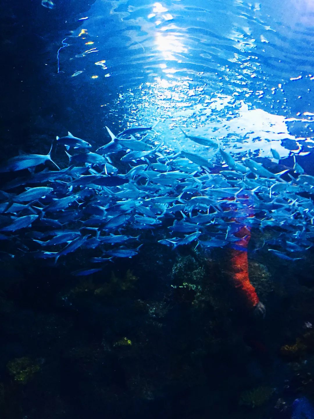 聊城海底世界游玩攻略,从聊城出发亲子游