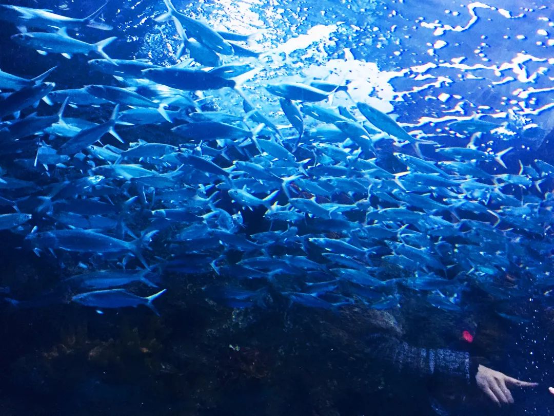 聊城海底世界游玩攻略,从聊城出发亲子游