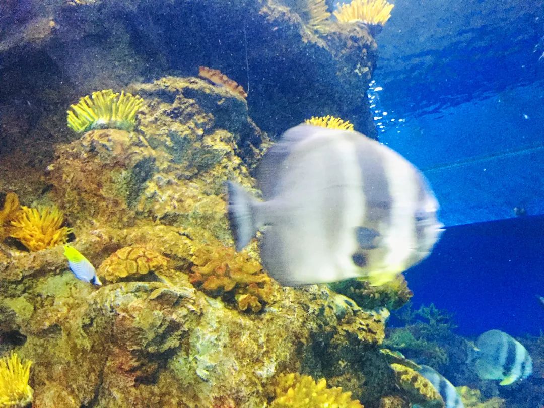 聊城海底世界游玩攻略,从聊城出发亲子游