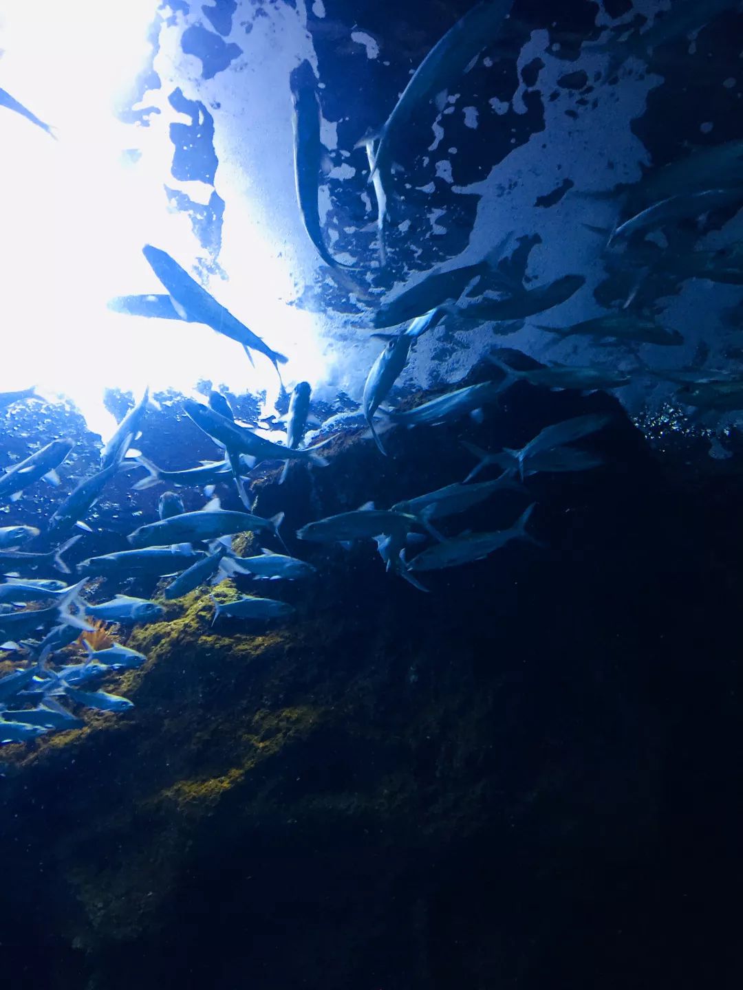 聊城海底世界游玩攻略,从聊城出发亲子游