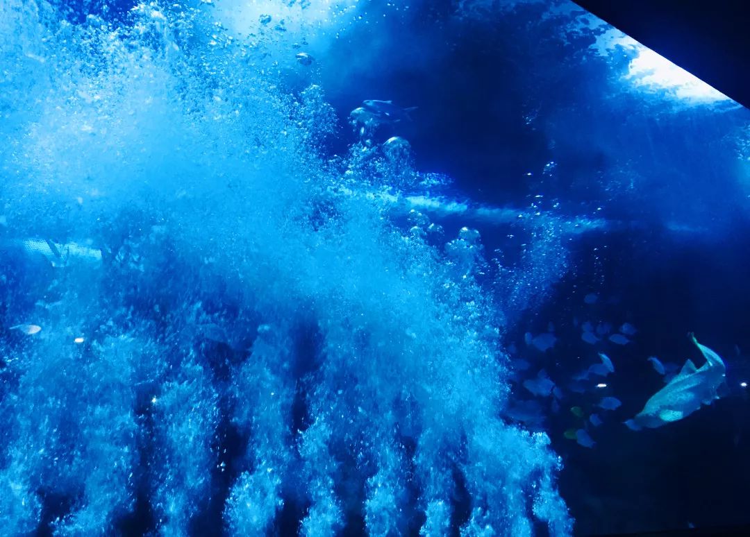 聊城海底世界游玩攻略,从聊城出发亲子游